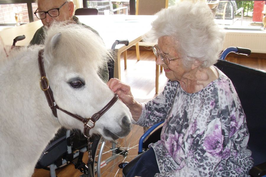Pony Talisman lässt sich von einer Bewohnerin die Schnauze kraulen.