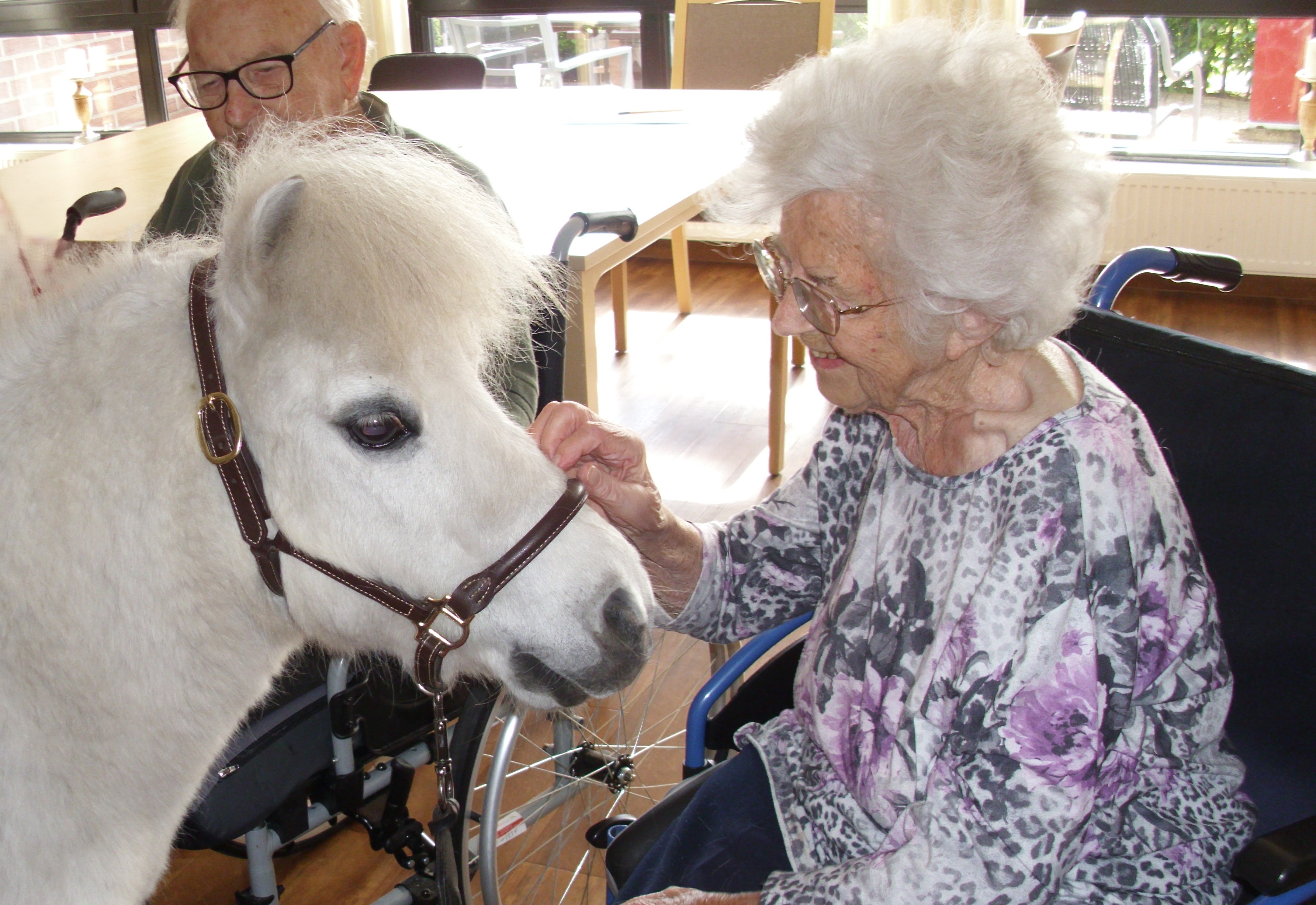 Pony Talisman lässt sich von einer Bewohnerin die Schnauze kraulen.